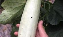 吃茄瓜的网红是谁啊,引发网友热议！